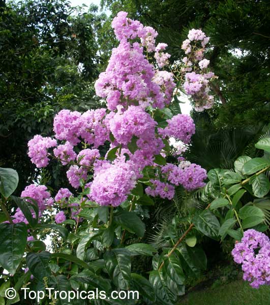 Lagerstroemia Speciosa